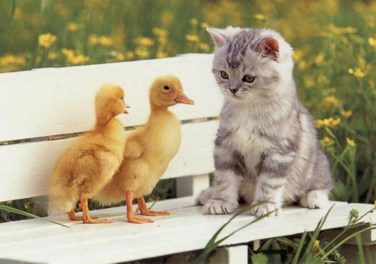 Kitten-Ducks.jpg