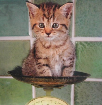 Photo of a cute kitten in a scale.