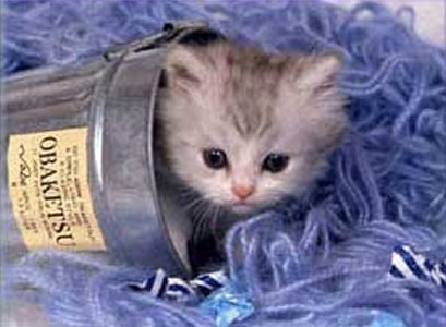 Kitten-in-can.jpg