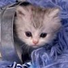Kitten in a can