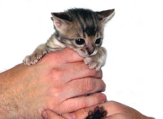 Moodie: Cute Bengal kitten