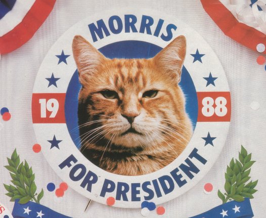 Photo of Morris the Cat for President