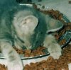 Catfood overdose