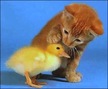 Cute Baby Images on Baby Duck Photos  Images   Baby And Funny Animal Photos