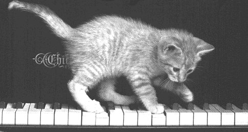 PianoCat.jpg