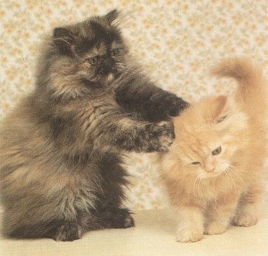 Pics Of Kittens Playing. Two kittens playing.