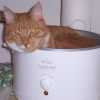 Cat in crock pot