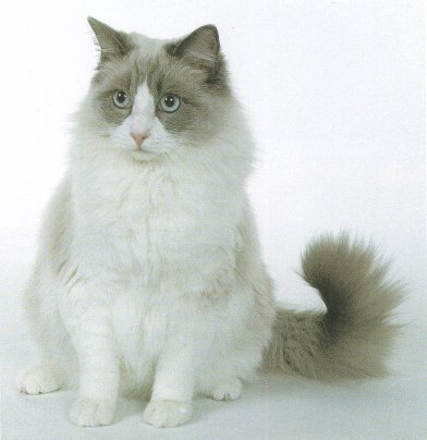 Ragdoll cat photo