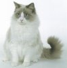 Ragdoll cat