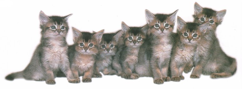 7 cute kitties in a row