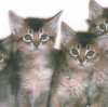Row of 7 cute kitties