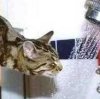 Shower Cat