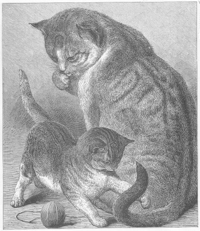 1800's drawing of kitten playing.