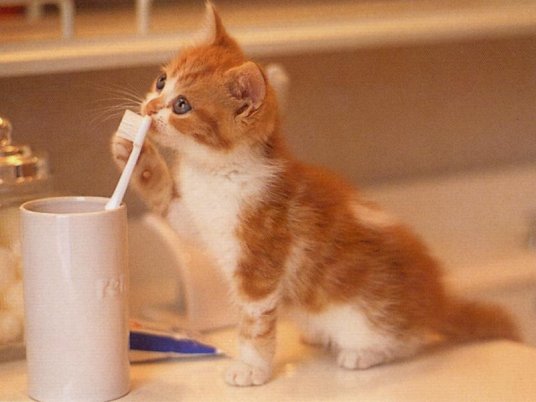 Cute kitten with toothbrush.
