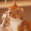 Funny Kitten with toothbrush