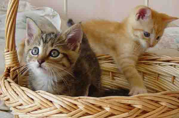 Kitties in a basket
