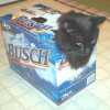 Hiding in a beer carton