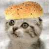 Kitty burger