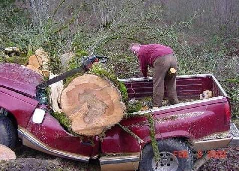 Chainsaw used incorrectly to fell a tree
