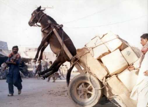 OL-Donkey-Cart.jpg