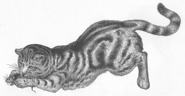 Funny Cats 0 1800 S Drawing Of Cat Catching A Mouse