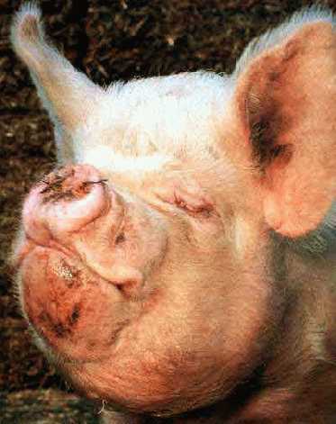 Ugly hog photo